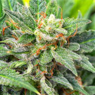 cropped-marijuana.png